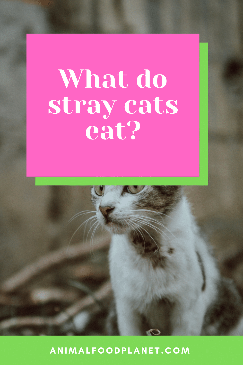 What Do Stray Cats Eat?
