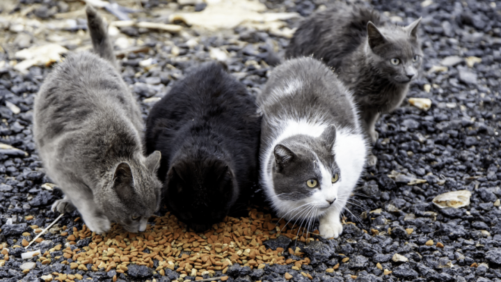 What Do Stray Cats Eat? 4 Surprising Things You Need To Know
