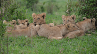 What Do You Call A Group Of Lions