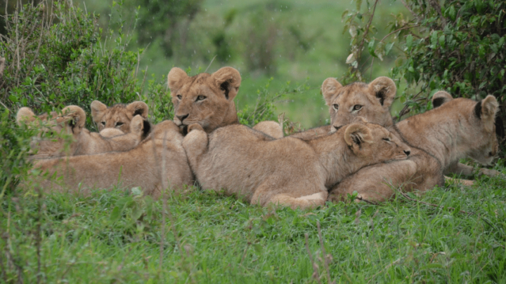 What Do You Call A Group Of Lions? #1 Best Answer