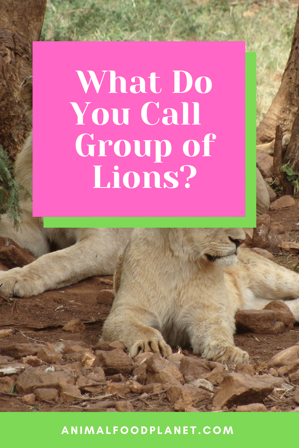What Do You Call Group of Lions