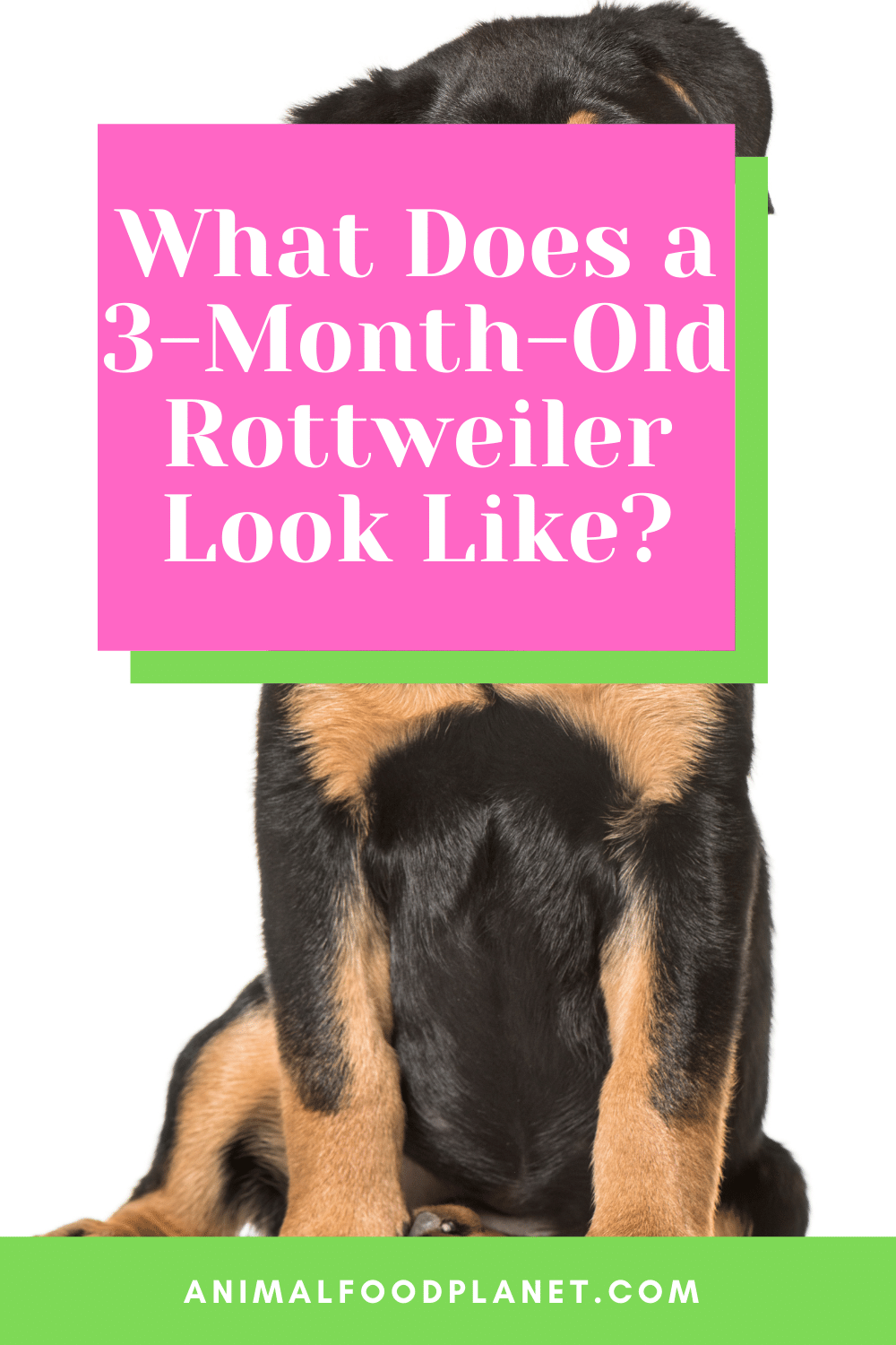 What Does A 3-Month-Old Rottweiler Look Like