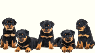 What Does A 3-Months Old Rottweiler Look Like