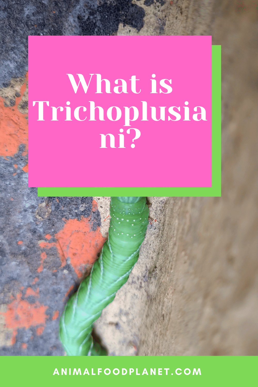 What Is Trichoplusia ni?