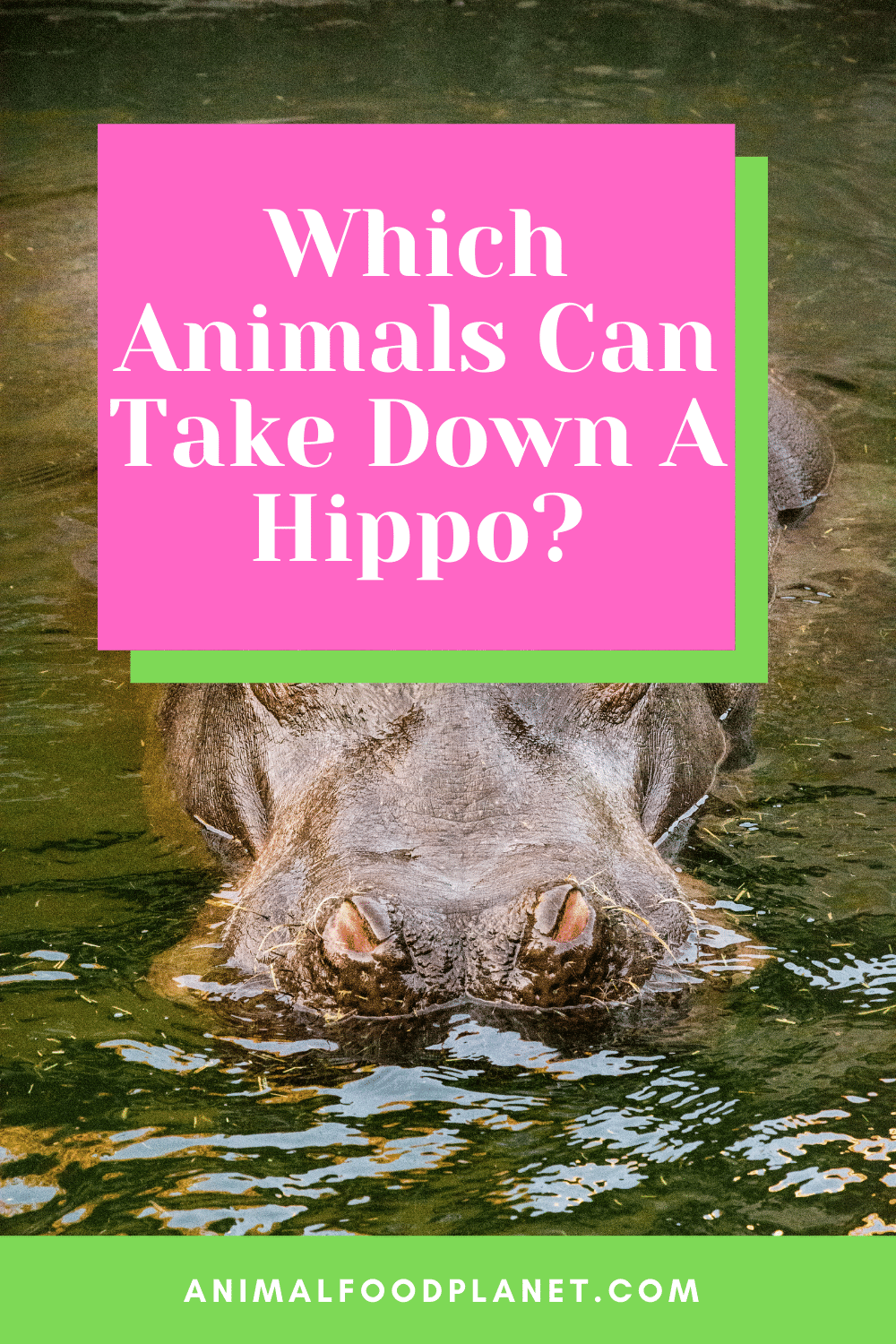 Which Animals Can Take Down A Hippo