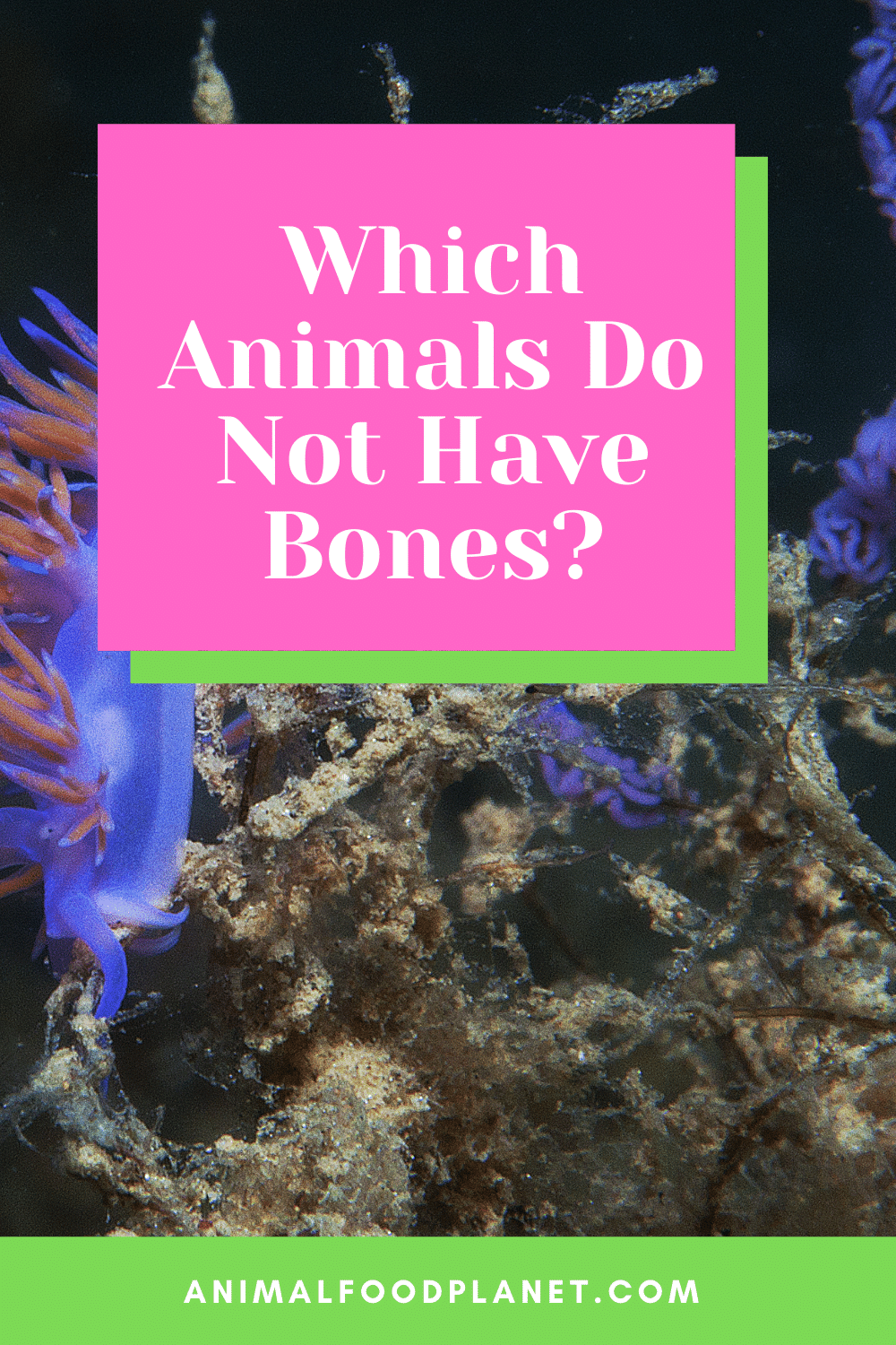 Which Animals Do Not Have Bones