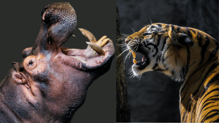 A Fight Between A Siberian Tiger And A Hippo – Who Wins?