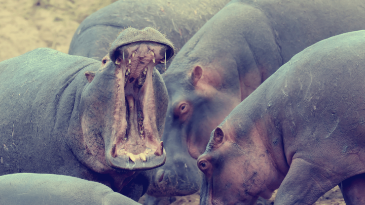Which Animals Can Take Down A Hippo? These 5!