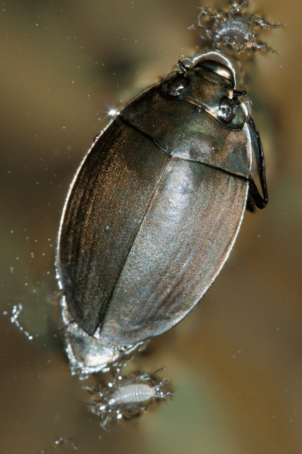 Whirligig Beetle