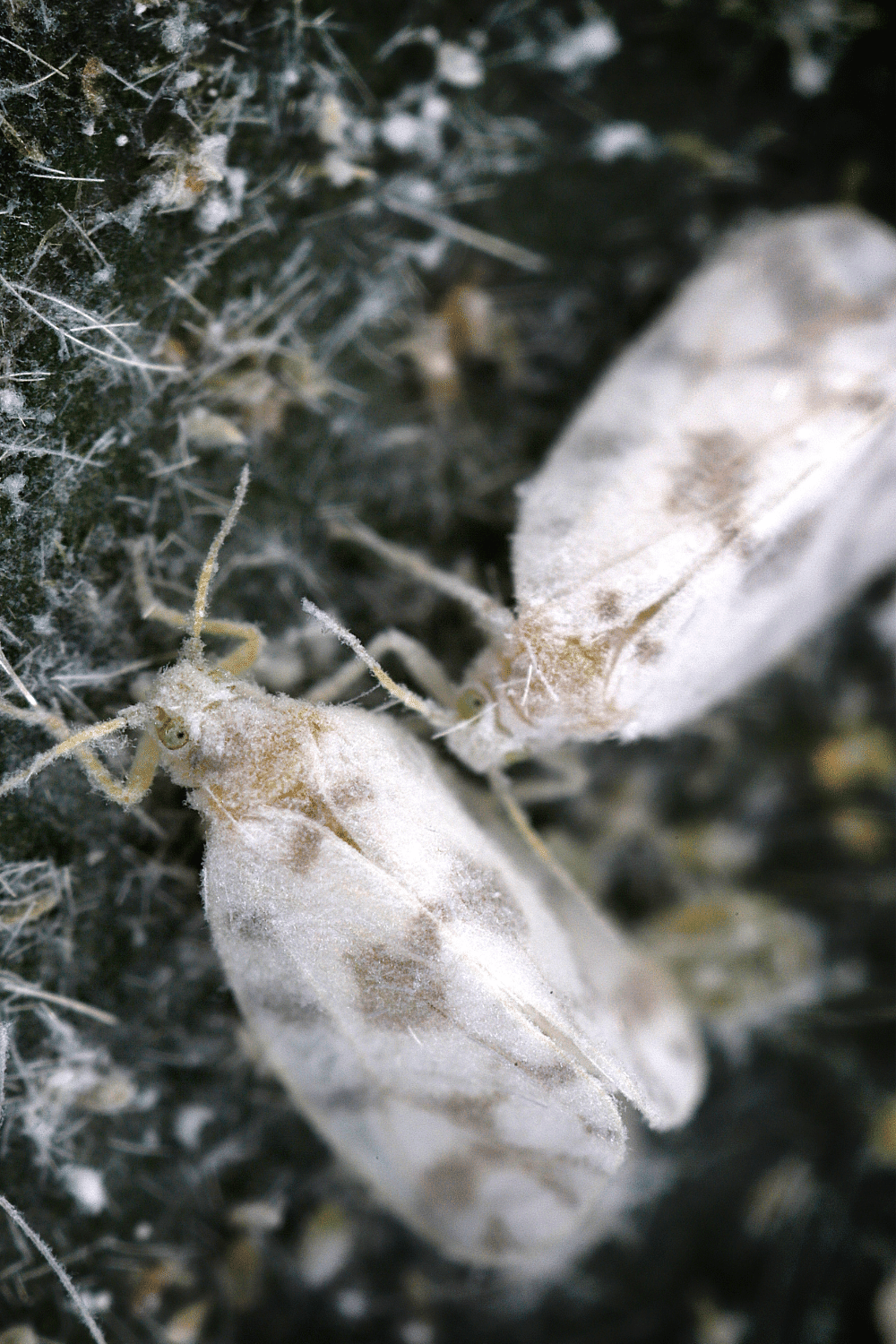 Whiteflies