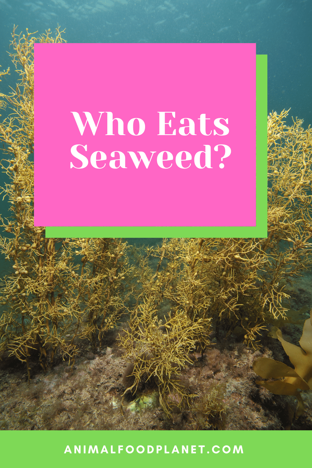 Who Eats Seaweed