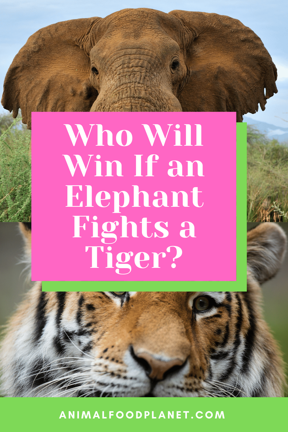Who Will Win If An Elephant Fights A Tiger?