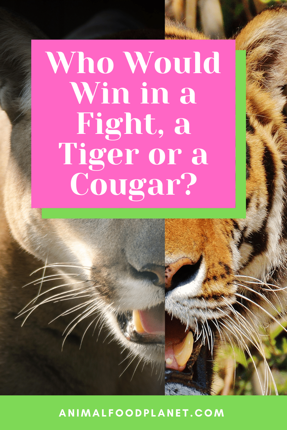 Who would win in a fight, a tiger or a cougar?