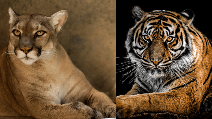 Who Would Win In A Fight, A Tiger Or A Cougar? #1 Best Facts