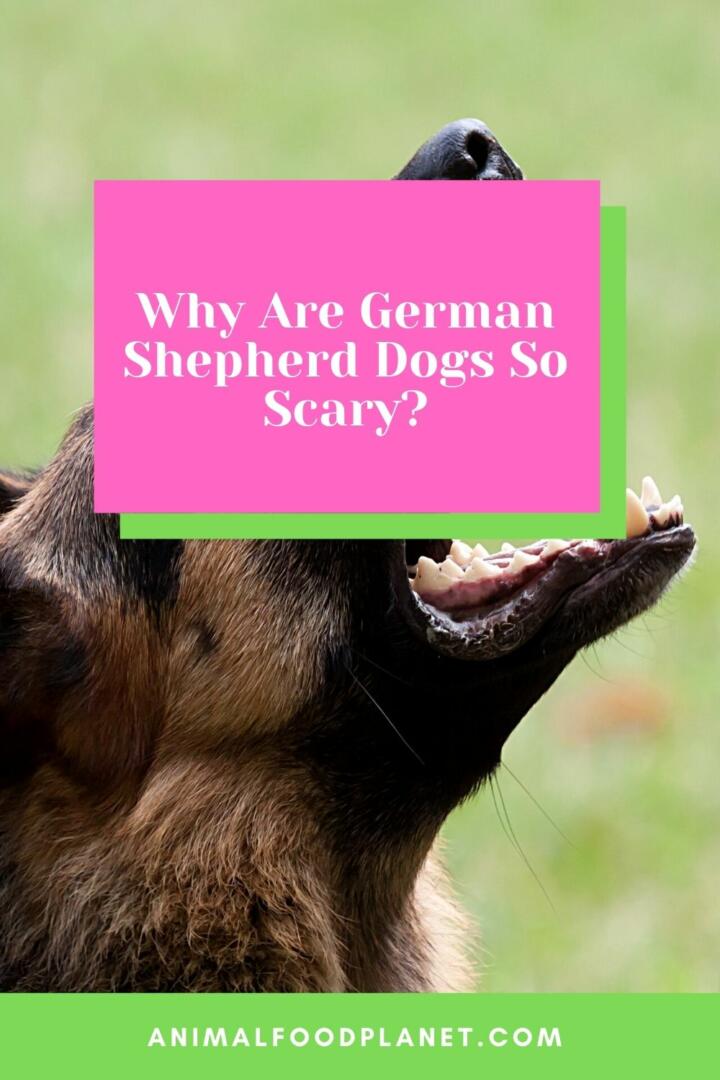 Why Are German Shepherd Dogs So Scary?