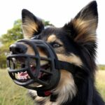 Why Are German Shepherd Dogs So Scary?