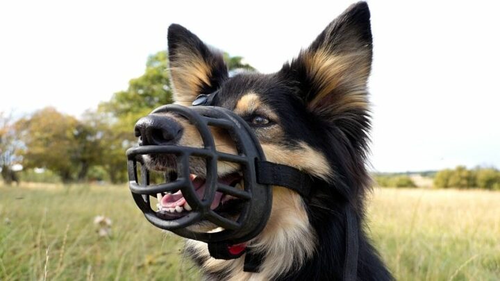 Why Are German Shepherd Dogs So Scary? Best Reasons