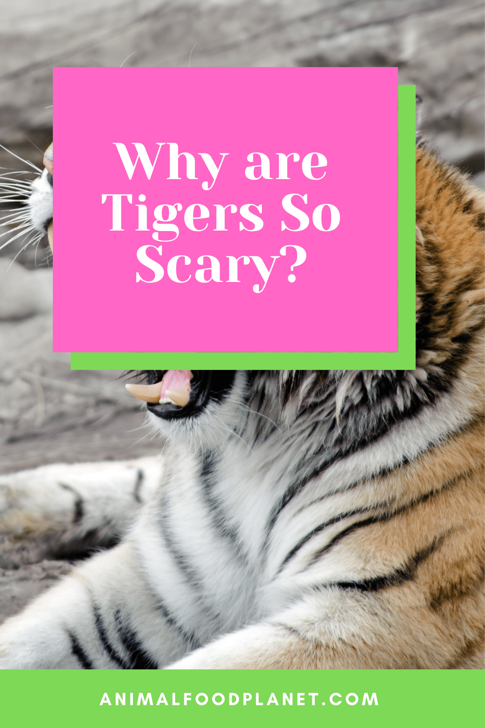 Why Are Tigers So Scary?