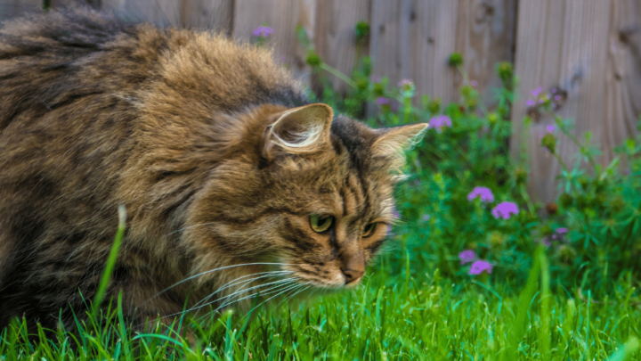 Why Do Cats Eat Bugs? 3 Best Reasons Revealed!