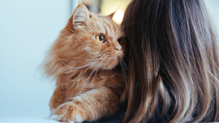 4 Best Reasons Why Cats Knead Your Neck