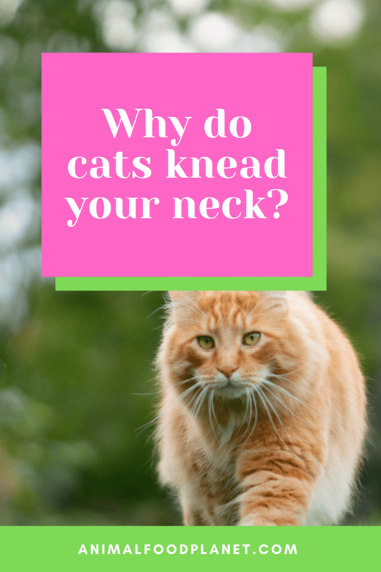 4 Best Reasons Why Cats Knead Your Neck