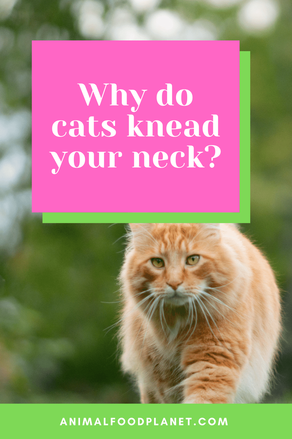 Why Do Cats Knead Your Neck?