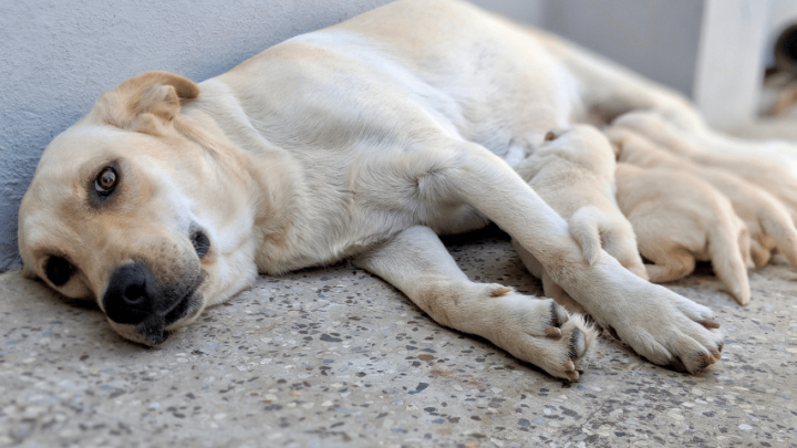Why Do Dogs Kill Their Puppies? 4 Reasons