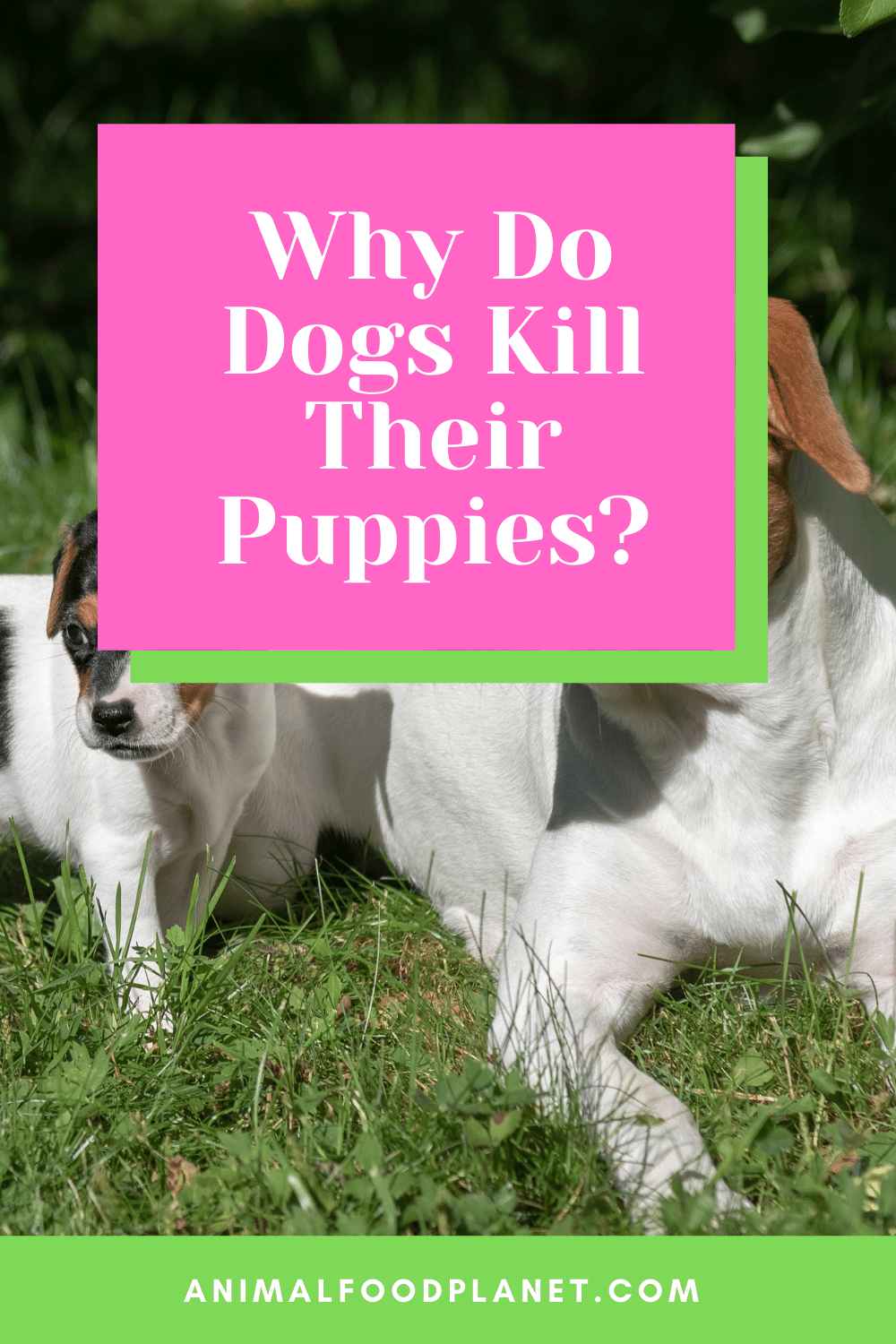 Why Do Dogs Kill Their Puppies