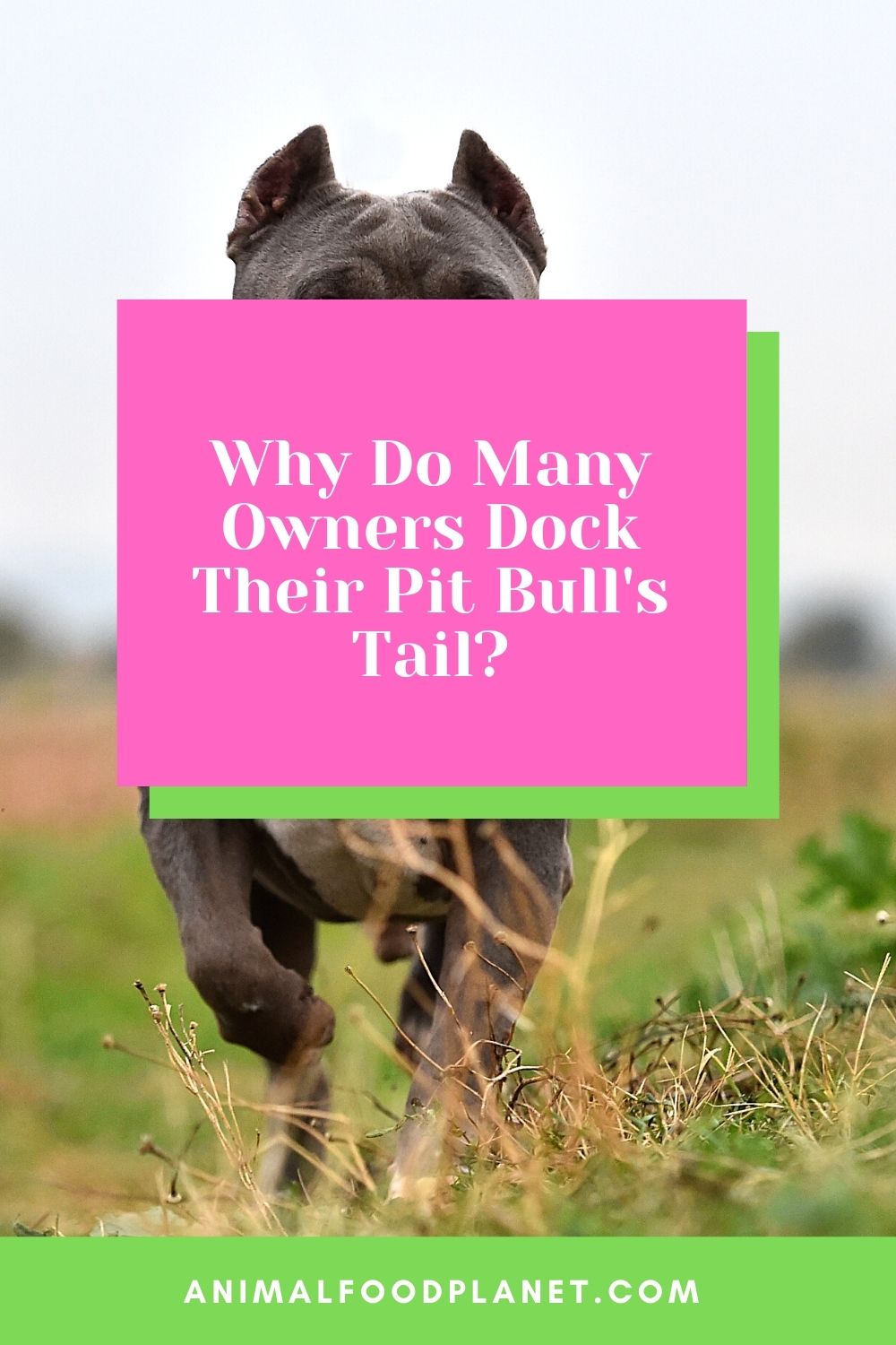 Why Do Many Owners Dock Their Pit Bull's Tail?