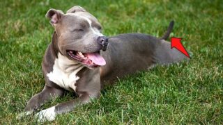 Why Do Many Owners Dock Their Pit Bull's Tail
