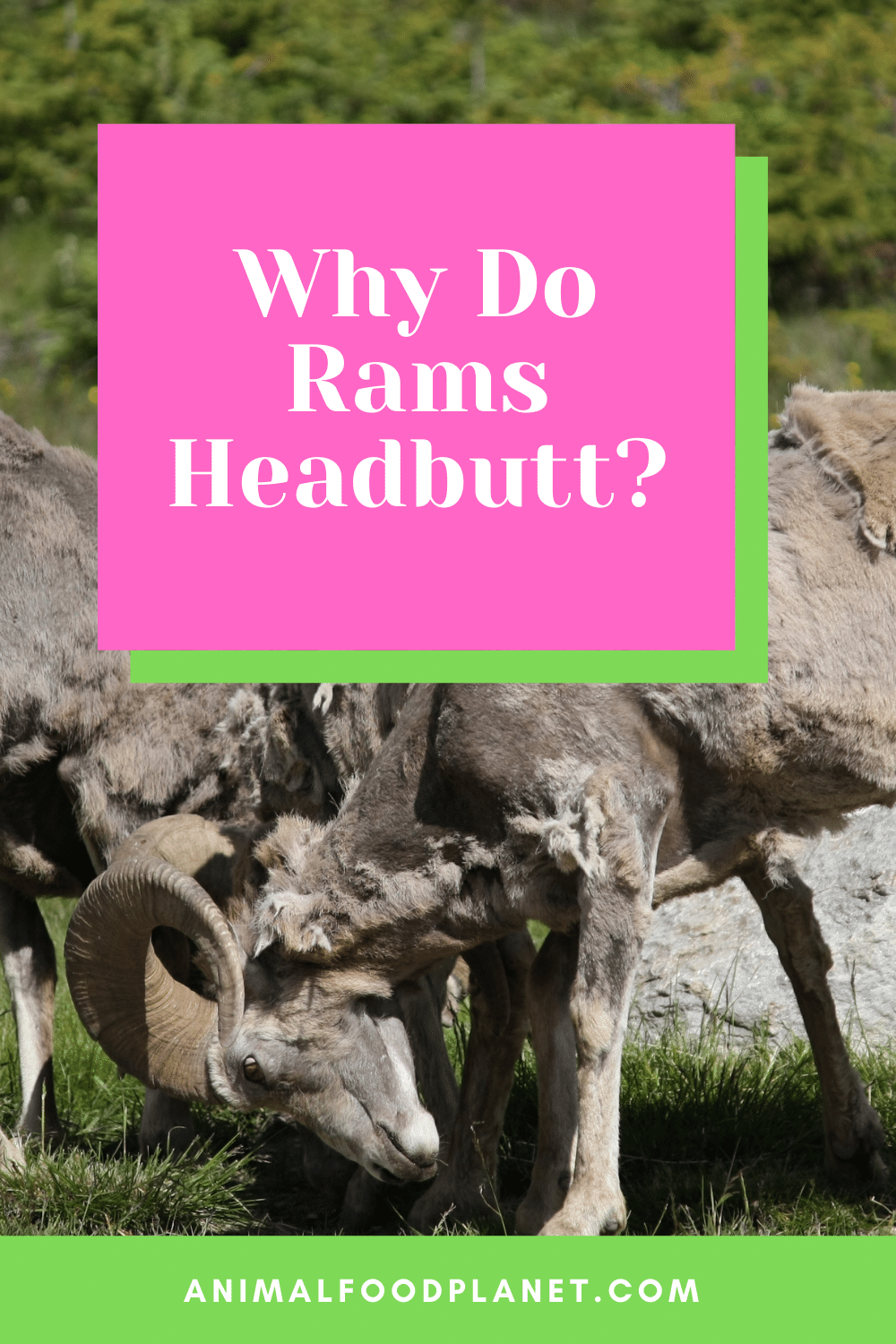 Why Do Rams Headbutt?