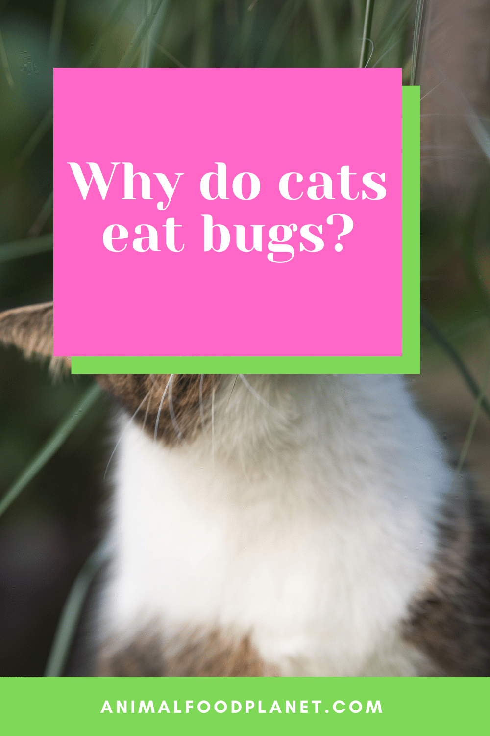 Why do cats eat bugs?