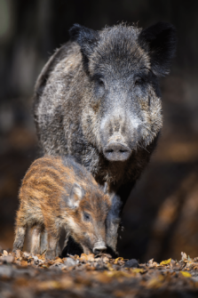 Are Wild Boars Dangerous? 3 Essential Reasons To Know!