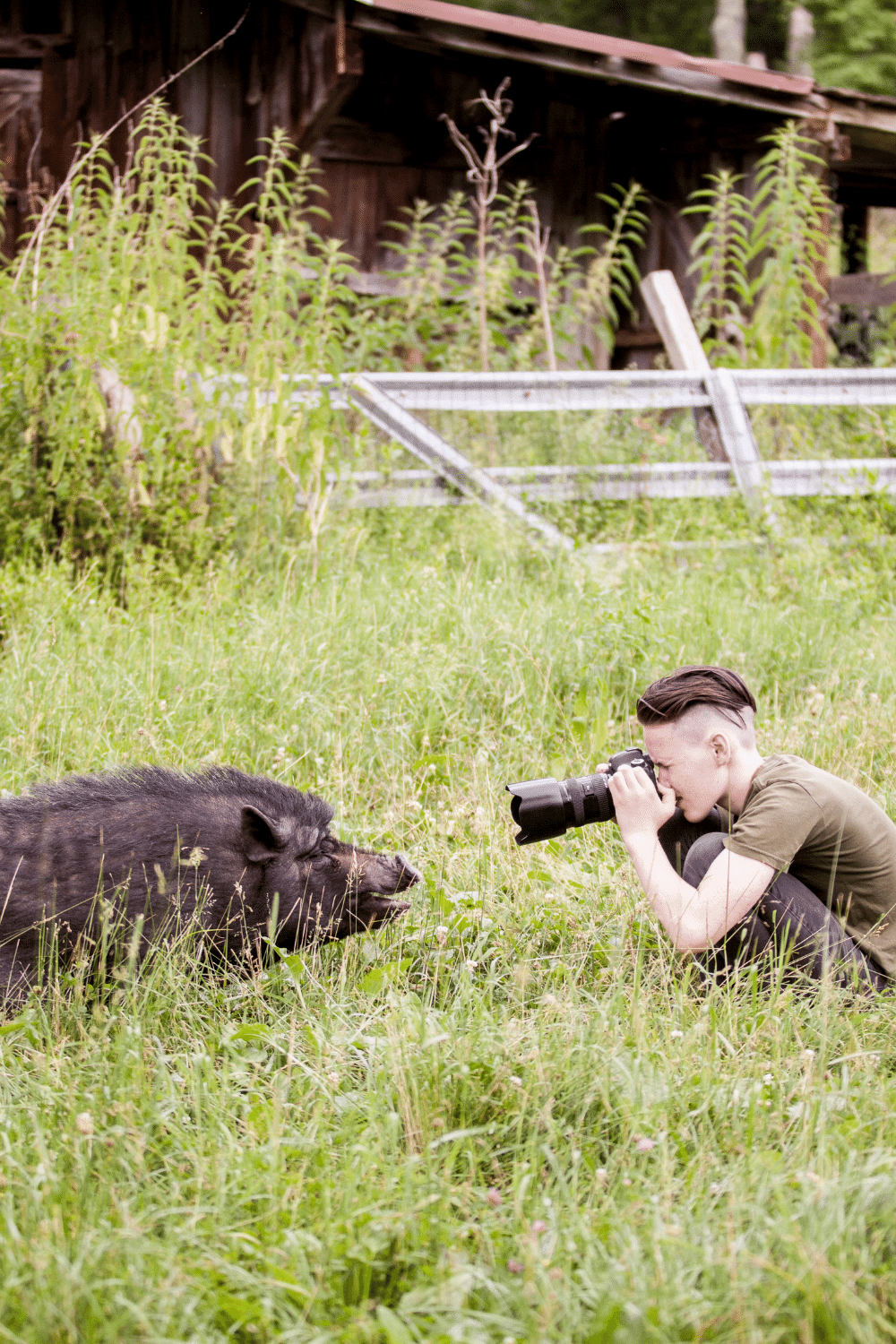 Wild Boar Method Of Attacking Is Ferociousness