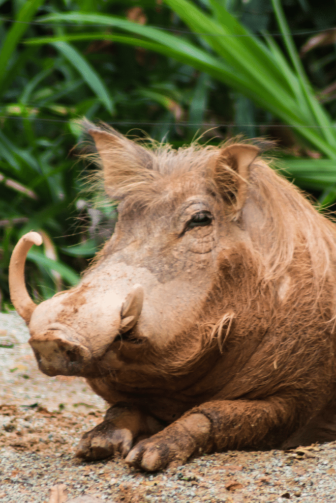 Are Wild Boars Dangerous? 3 Essential Reasons To Know!