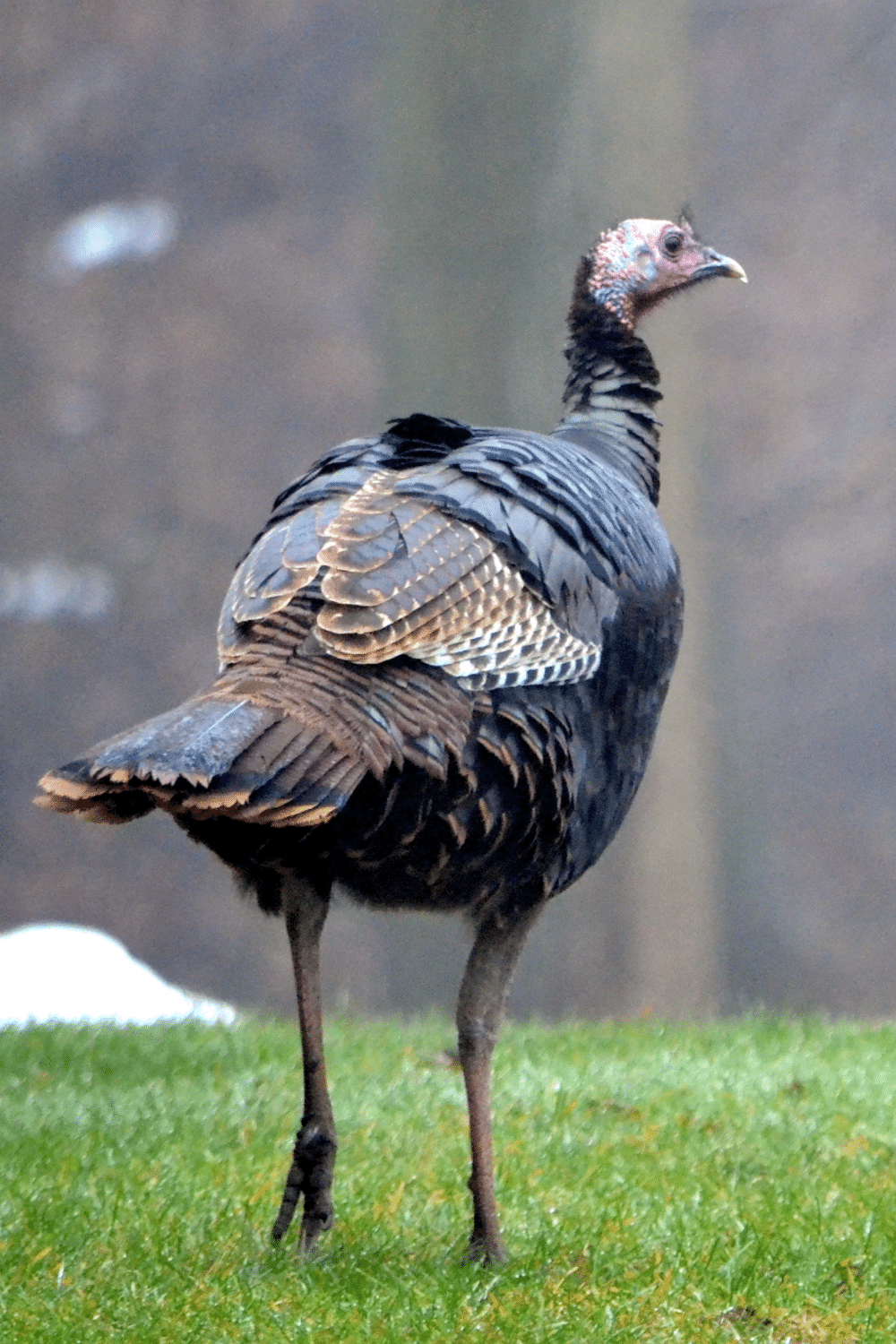 Wild Turkey