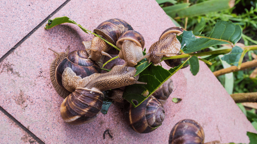 Witnessing The Destruction Of Gardens By Snails