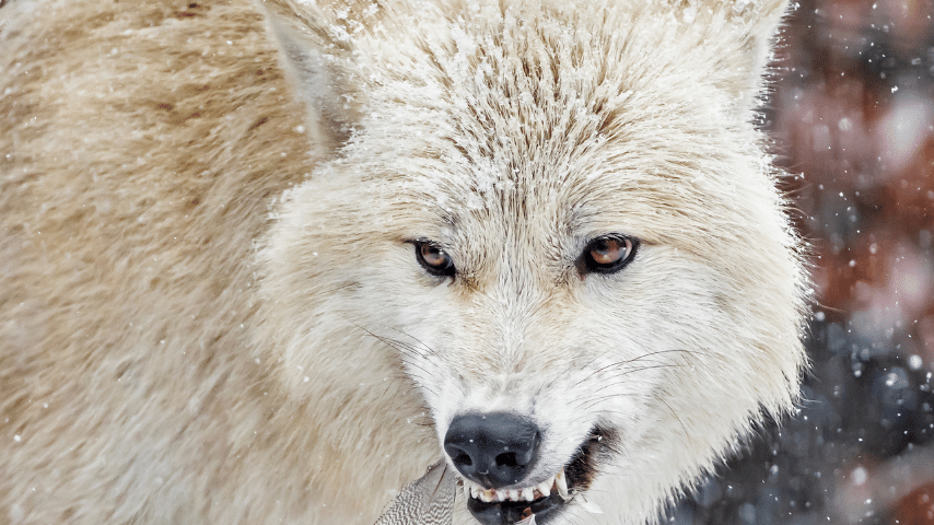Wolf Bite Can Assert Approximately 390 lb of pressure