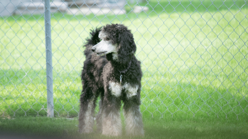 Wolf Poodle Hybrid