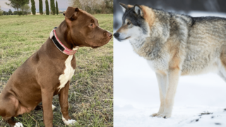 Wolf vs Pitbull - Who Wins