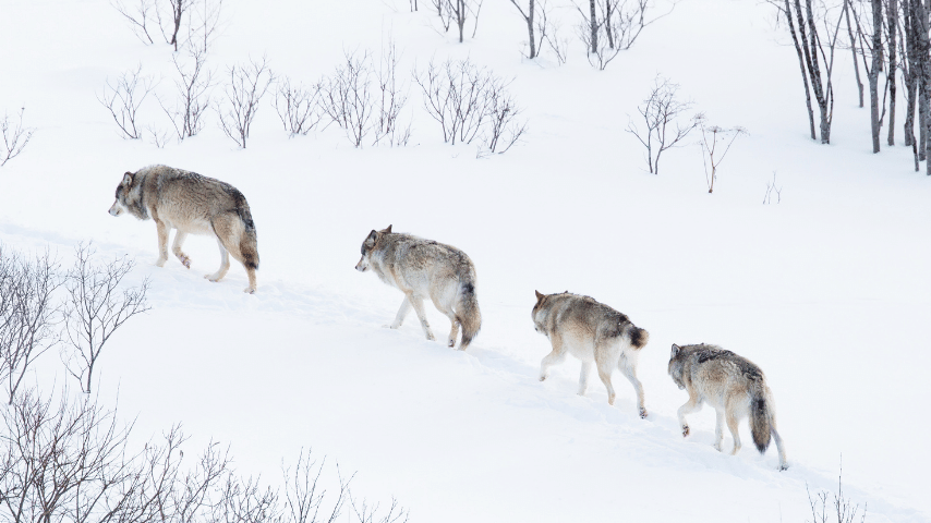 Wolves Live In Packs