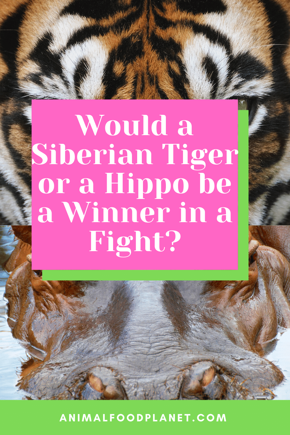 Which Animal Would Win In A Fight, A Siberian Tiger Or A Hippo