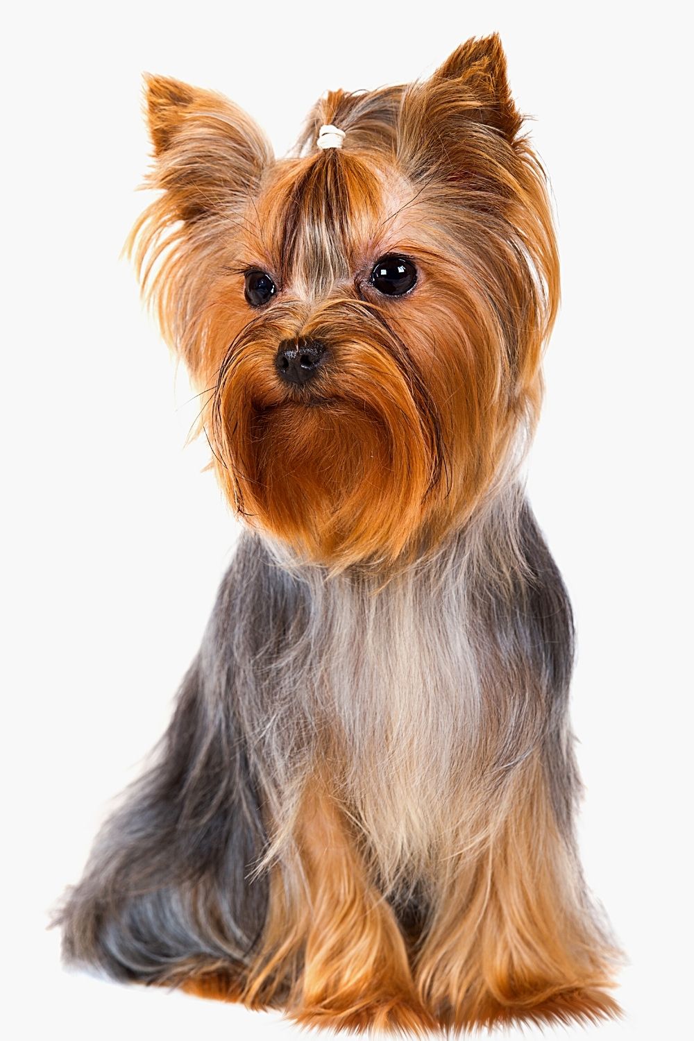 The Yorkshire Terrier, like the rest of the dog breeds that look like the Ewoks, is another close look-alike
