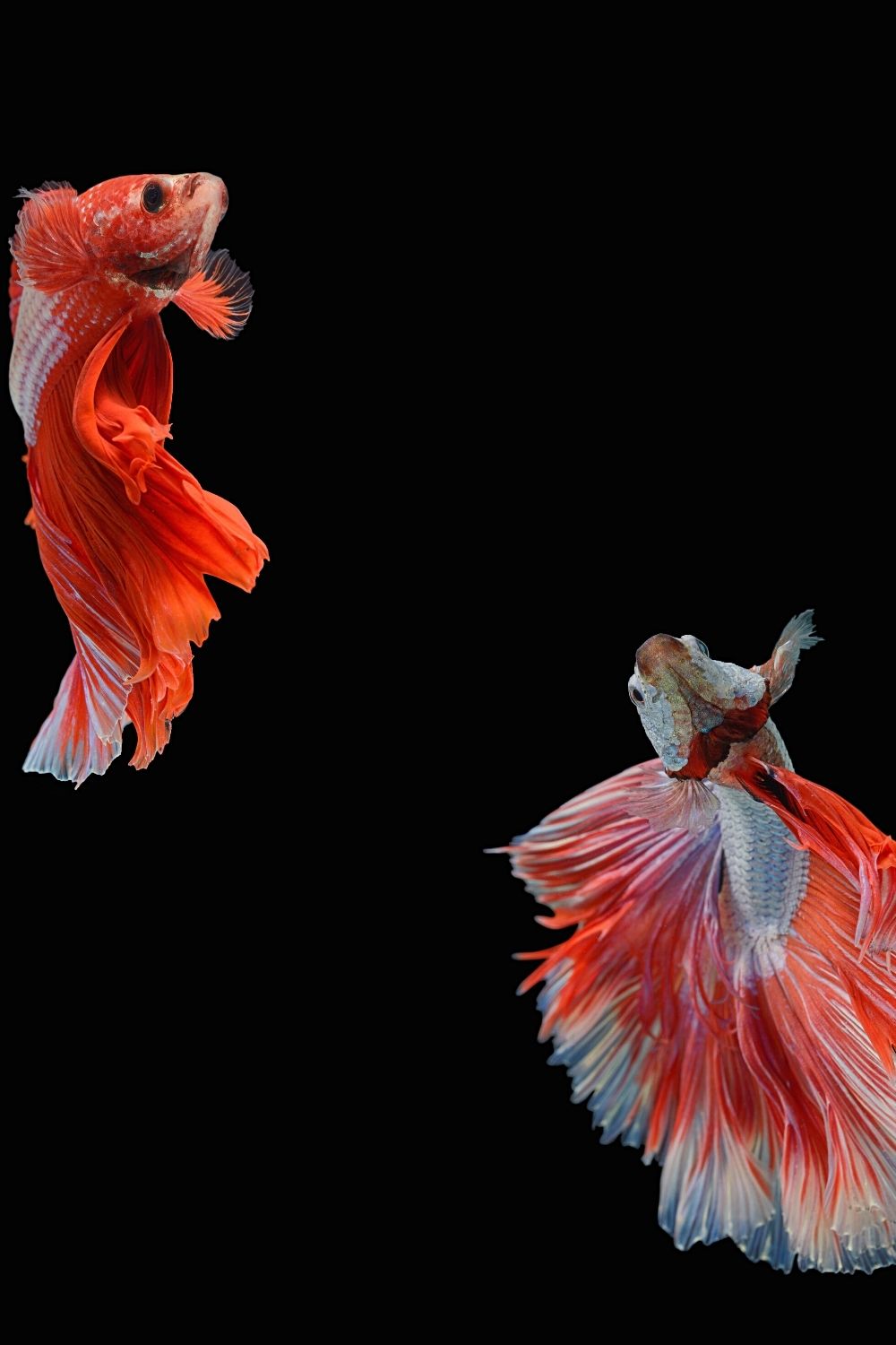 You can place male and female Betta fish together in an aquarium only when breeding them