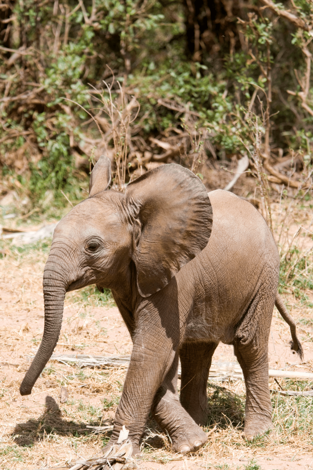 Young Elephant