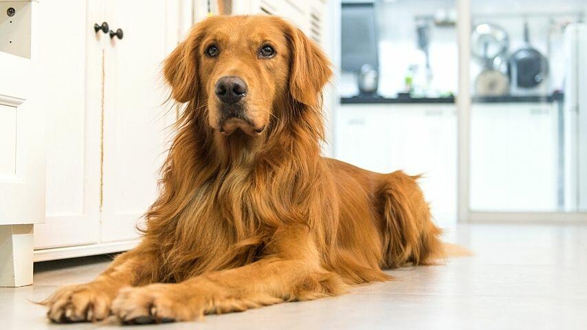 Your Golden Retriever's fur acts as a protection and insulation for the dog