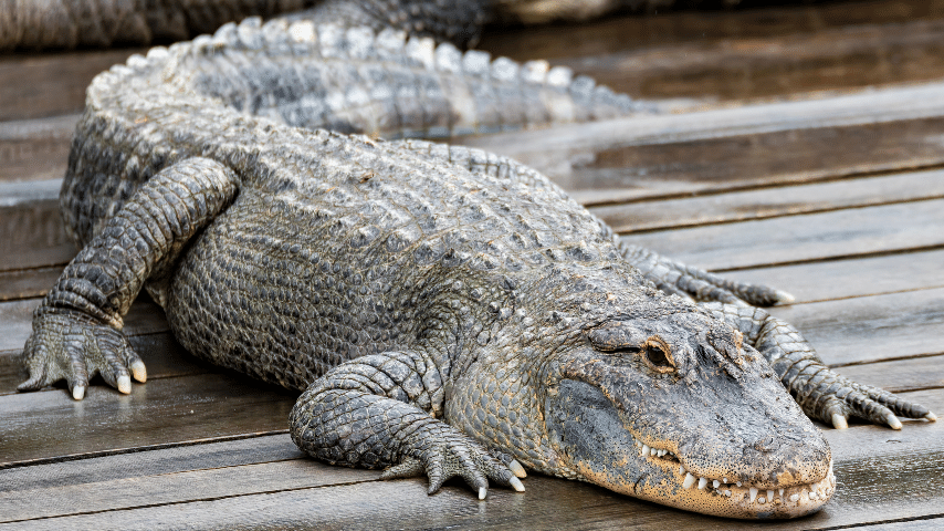 alligators and other lower form animals stomachs are not possibly functional