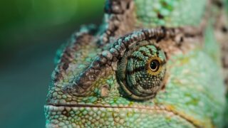 close up of beautiful bright green chameleon