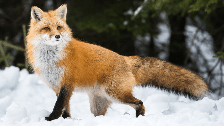 8 Best Creatures That Have the Densest Fur of Any Animal