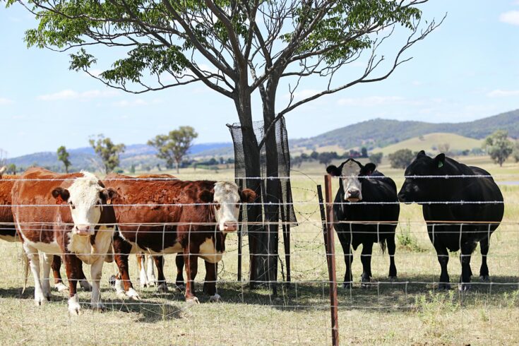 Australian Low Line Cattle